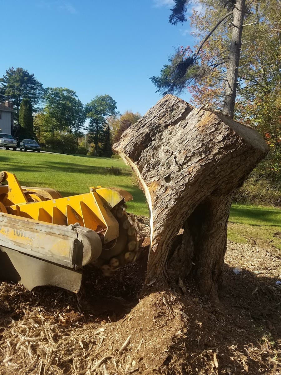 Stump & Grind Stump Removal