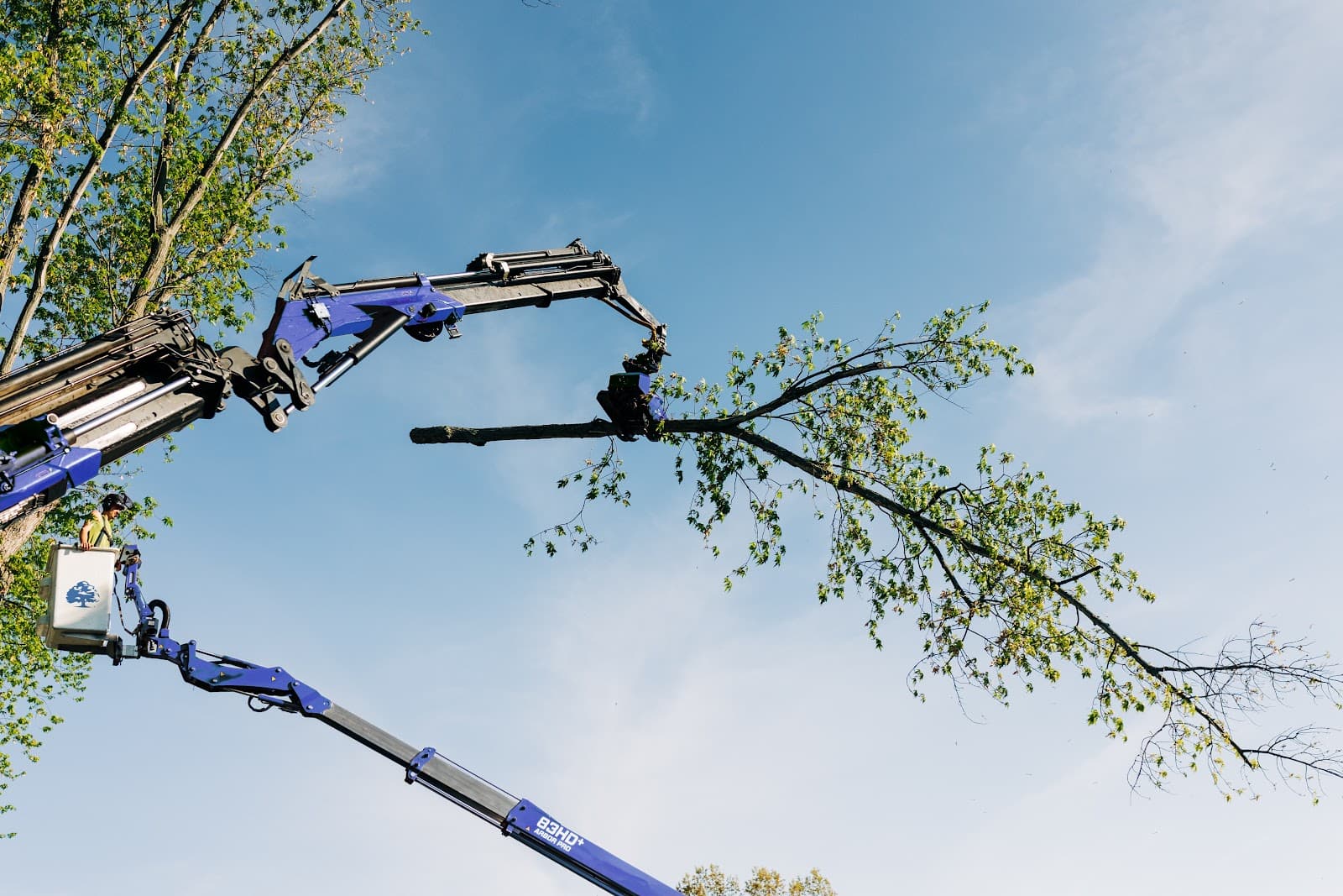 Statesmen Tree Service