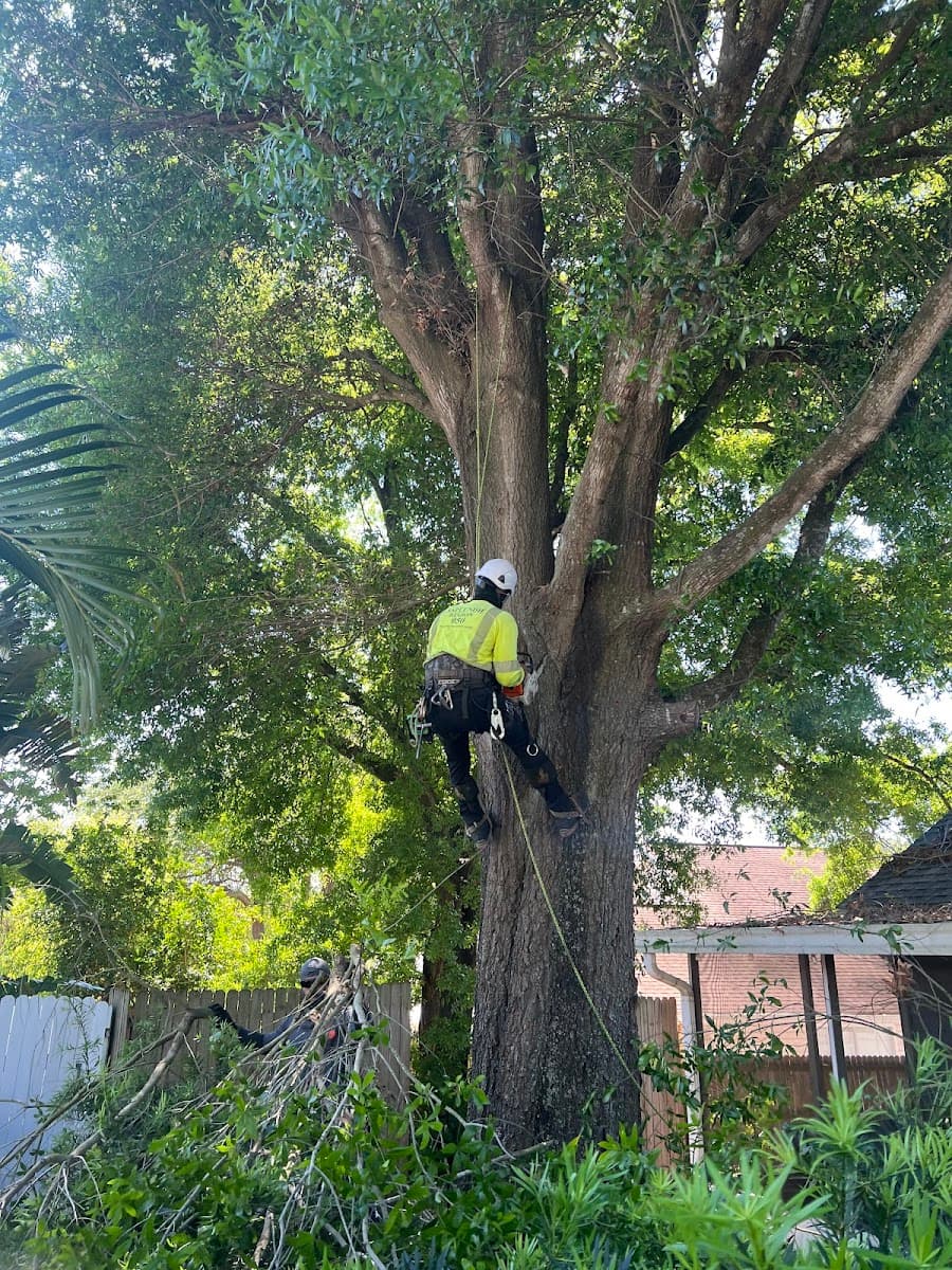 Tree Doctors of America