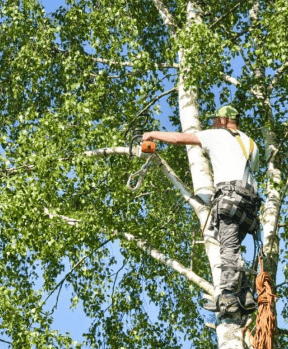 Maryland Tree Care
