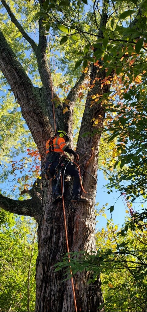 Tree Lion LLC - Tree Services