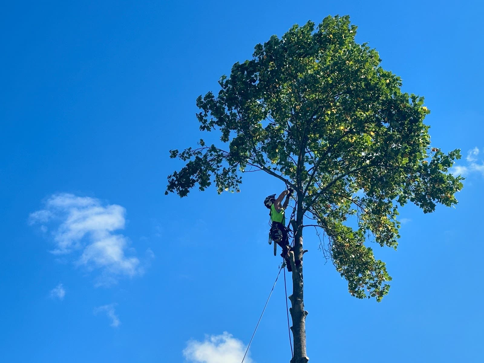 Bubba Raye Arbor Pros