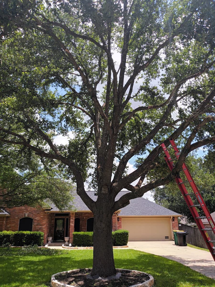 American masters tree service