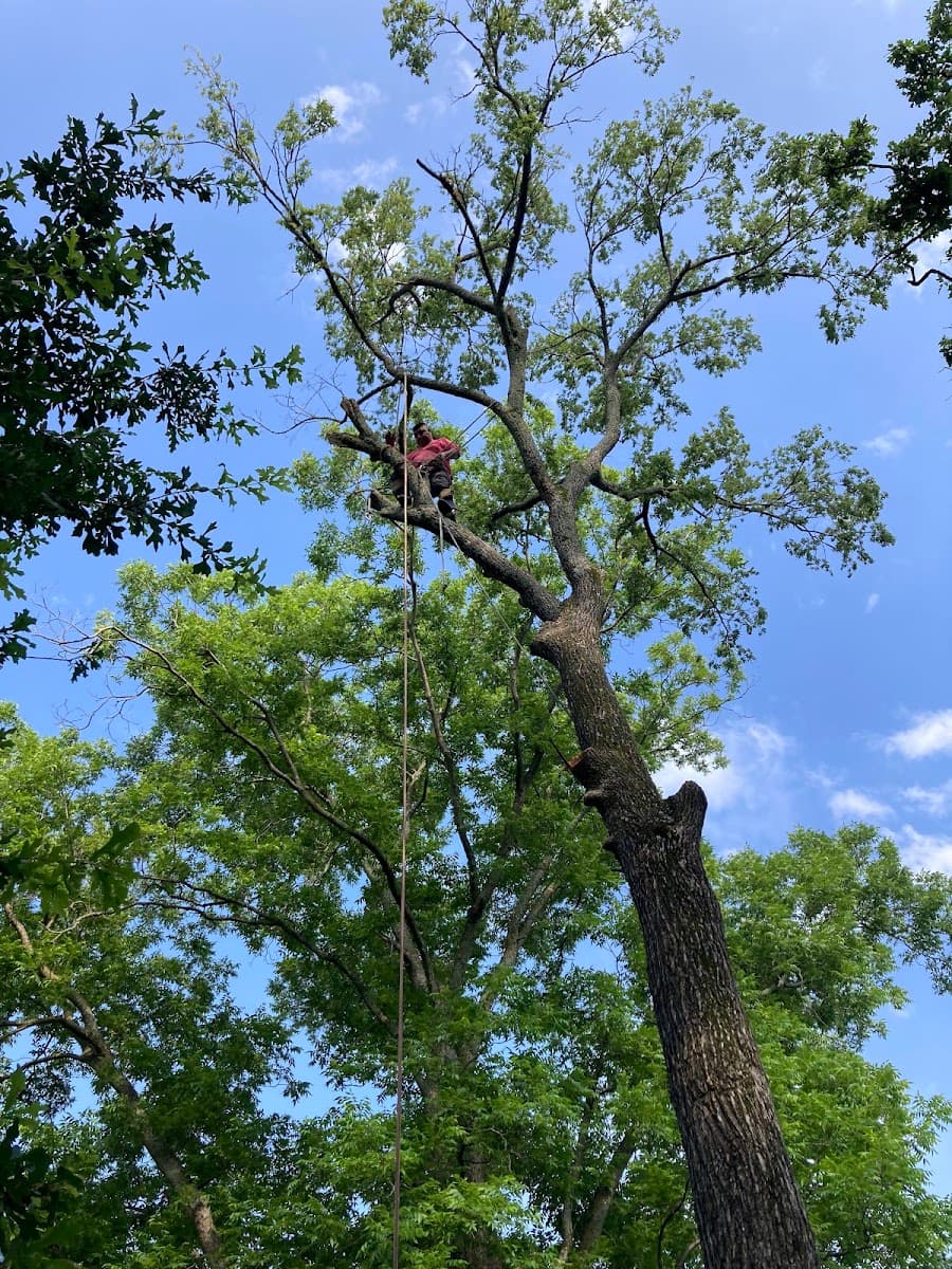 Foster's Tree Service and Landscaping