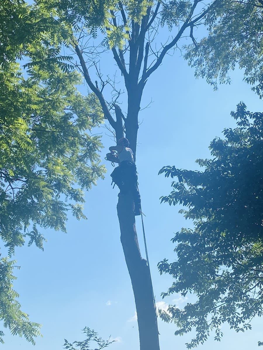 Alpha Tree and Property Service, LLC