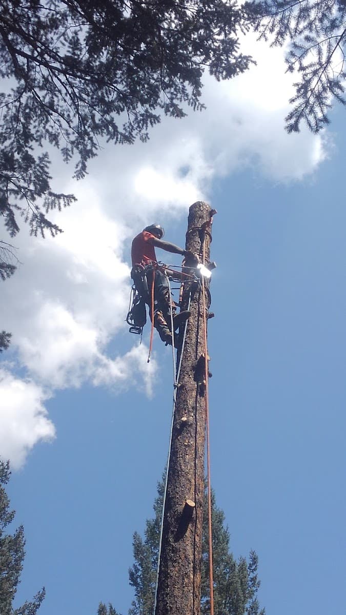 Maxim's Tree Service