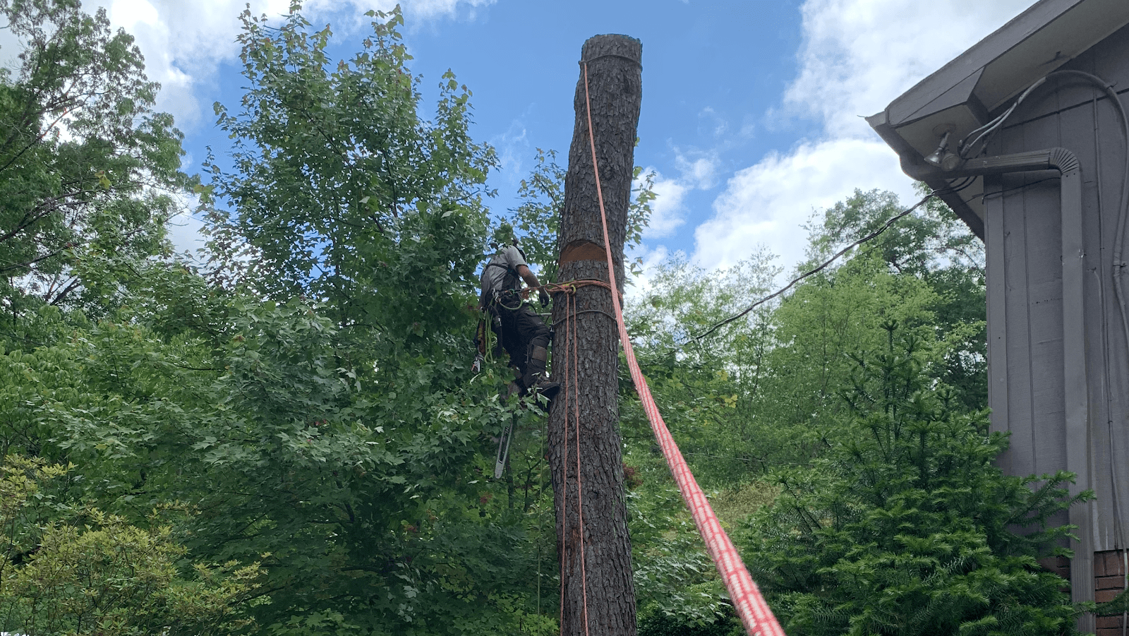 Canopy Care Tree Service LLC