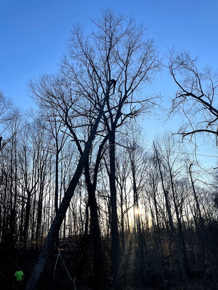 Anthony's Lawn Care and Landscaping