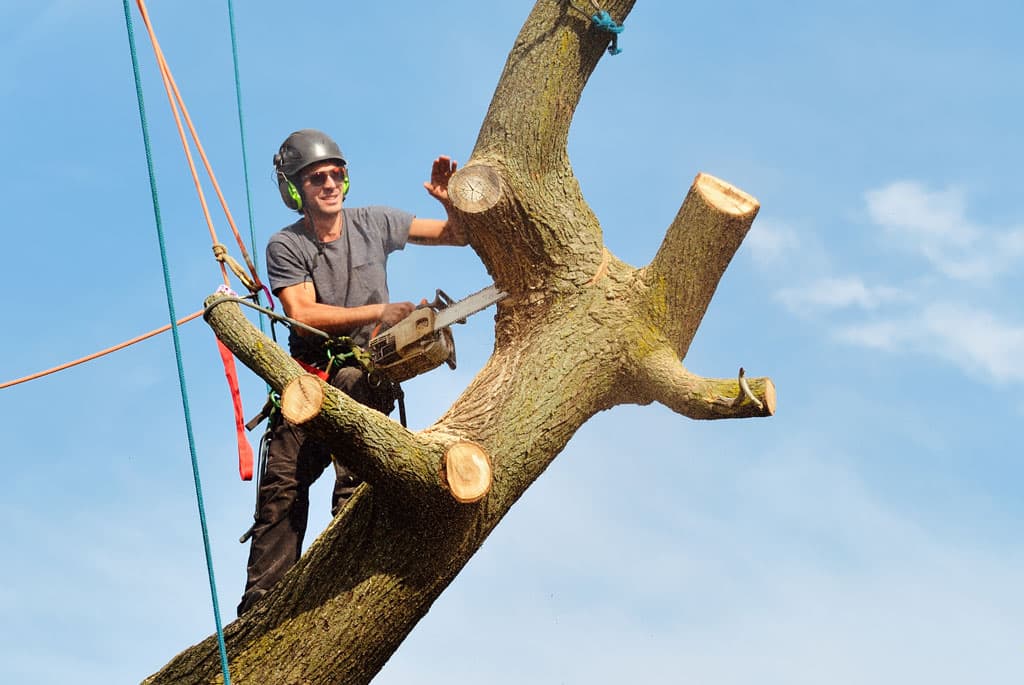 Tree Top Climbers MN, Inc