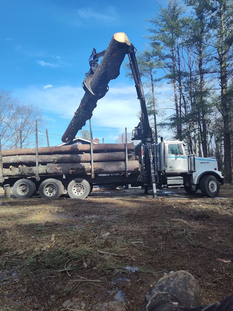 Timber Falls Tree Care