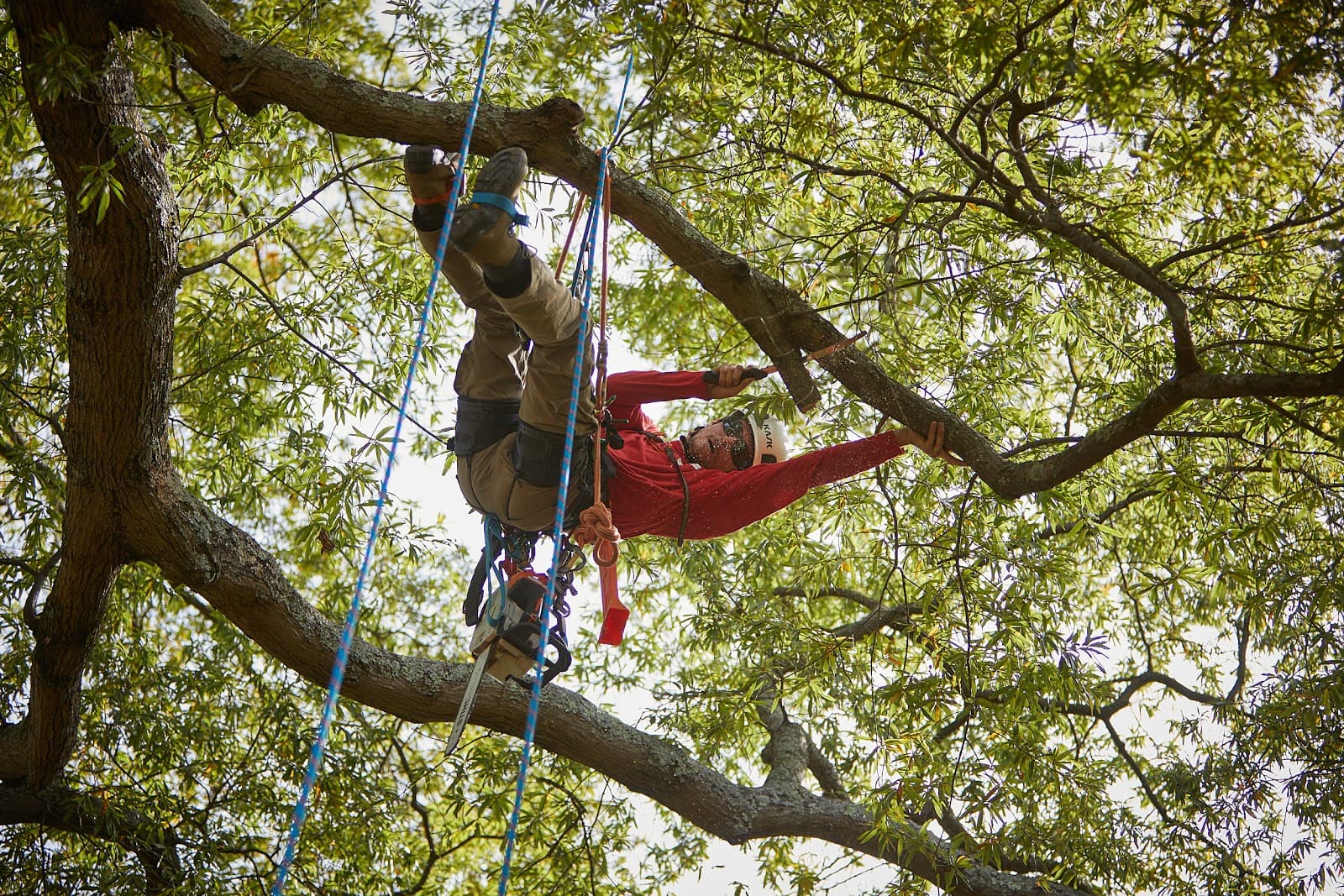 Truetimber Arborists
