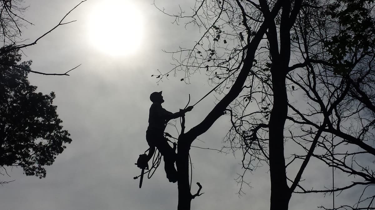 Born 2 Trim Tree Service