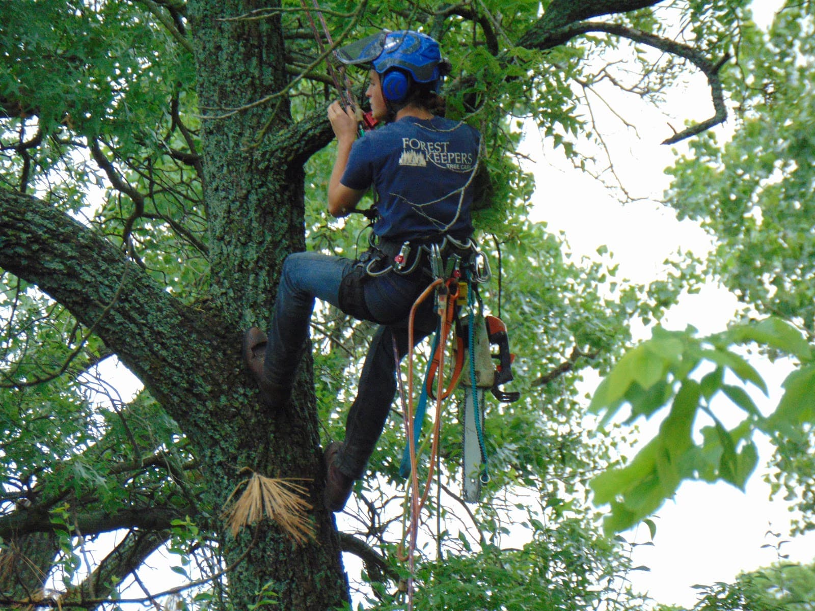 Forest Keepers Tree Care