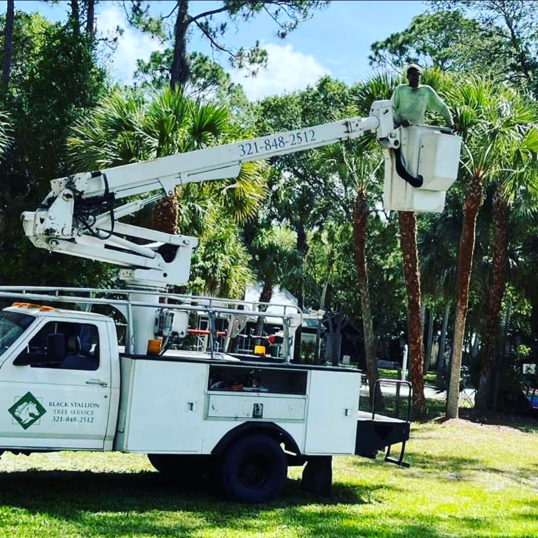Black stallion tree service LLC