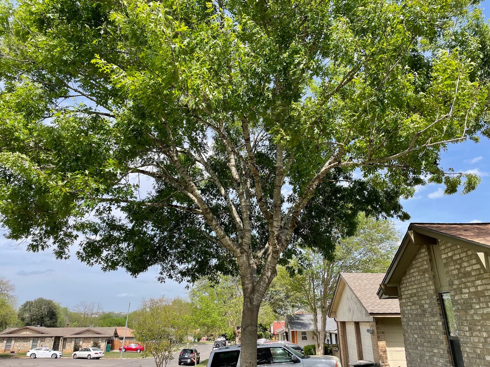 ArborUp Tree Services