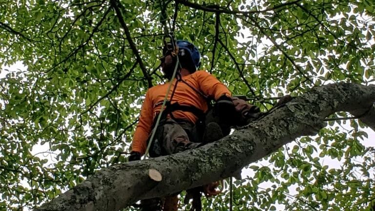 NOTCH YOUR AVERAGE TREE