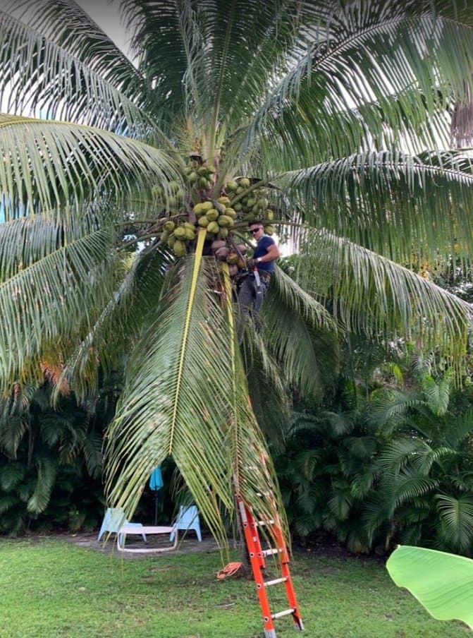 Clover Tree Service Corp