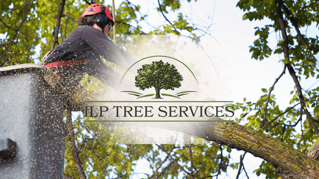 ILP Tree Services LLC