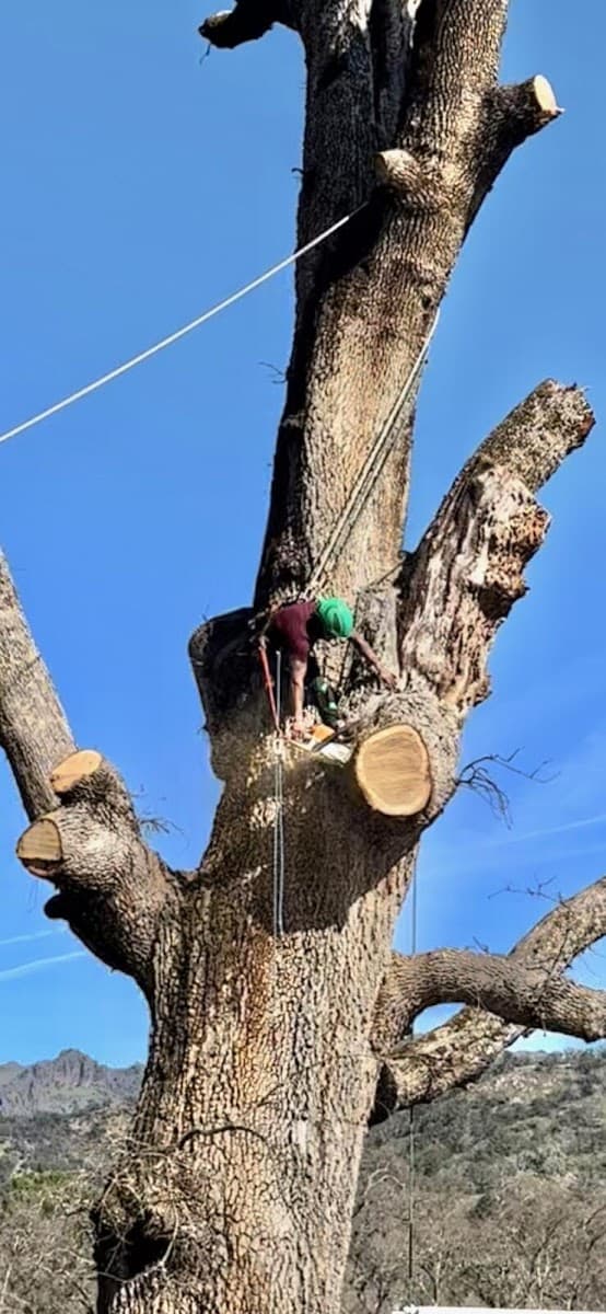 Camilo Tree Service