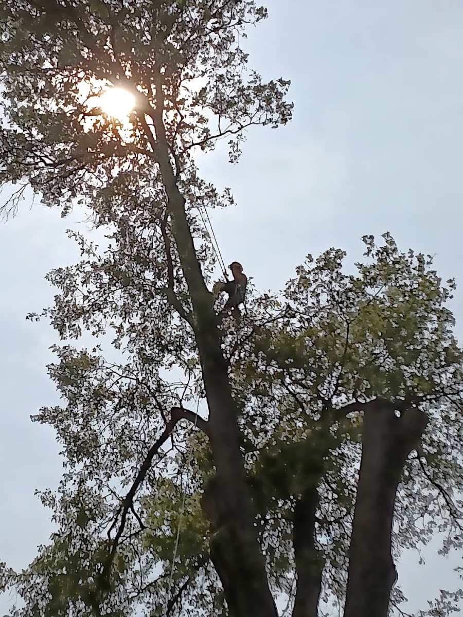 Blue Collar Tree Care