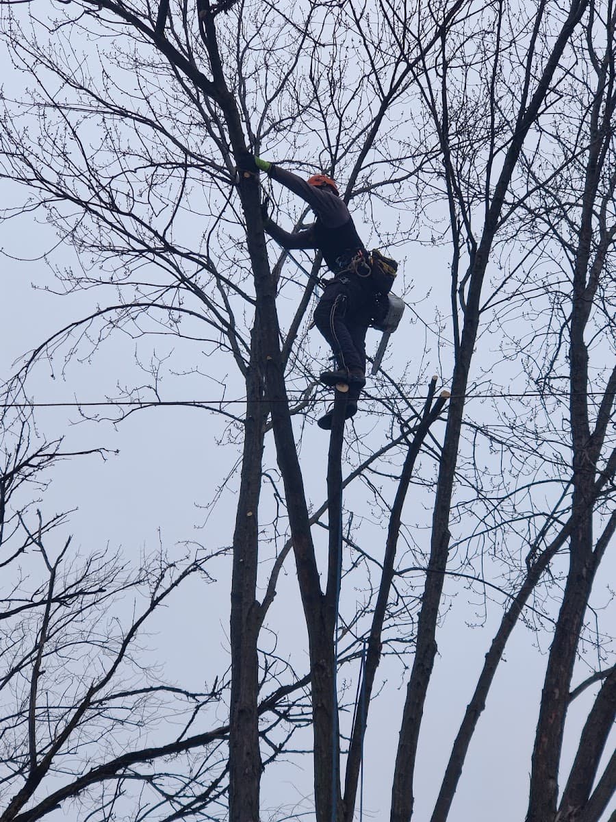 T•B TREE. "Got Tree's"