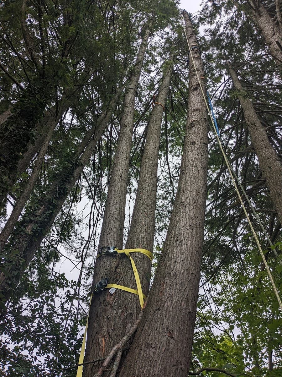 Fleming Tree Professionals LLC