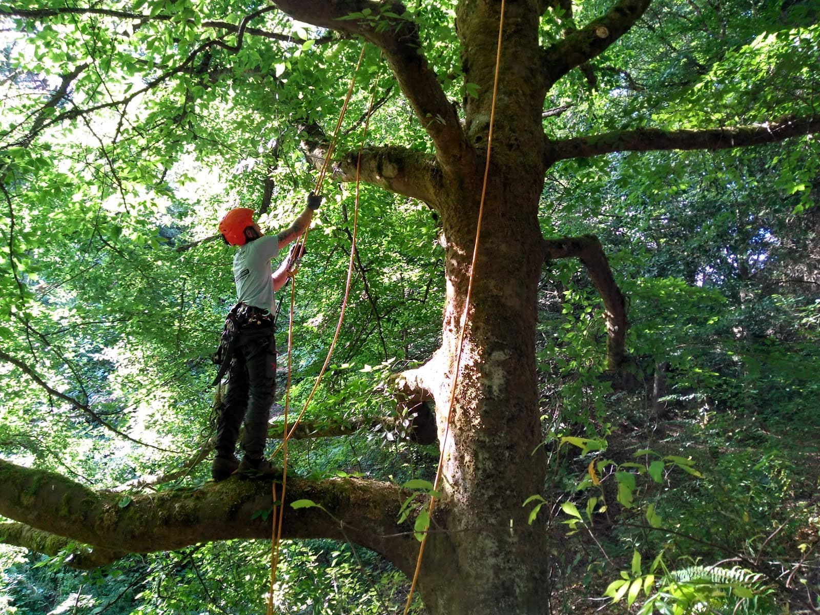 For The Love Of Trees, LLC