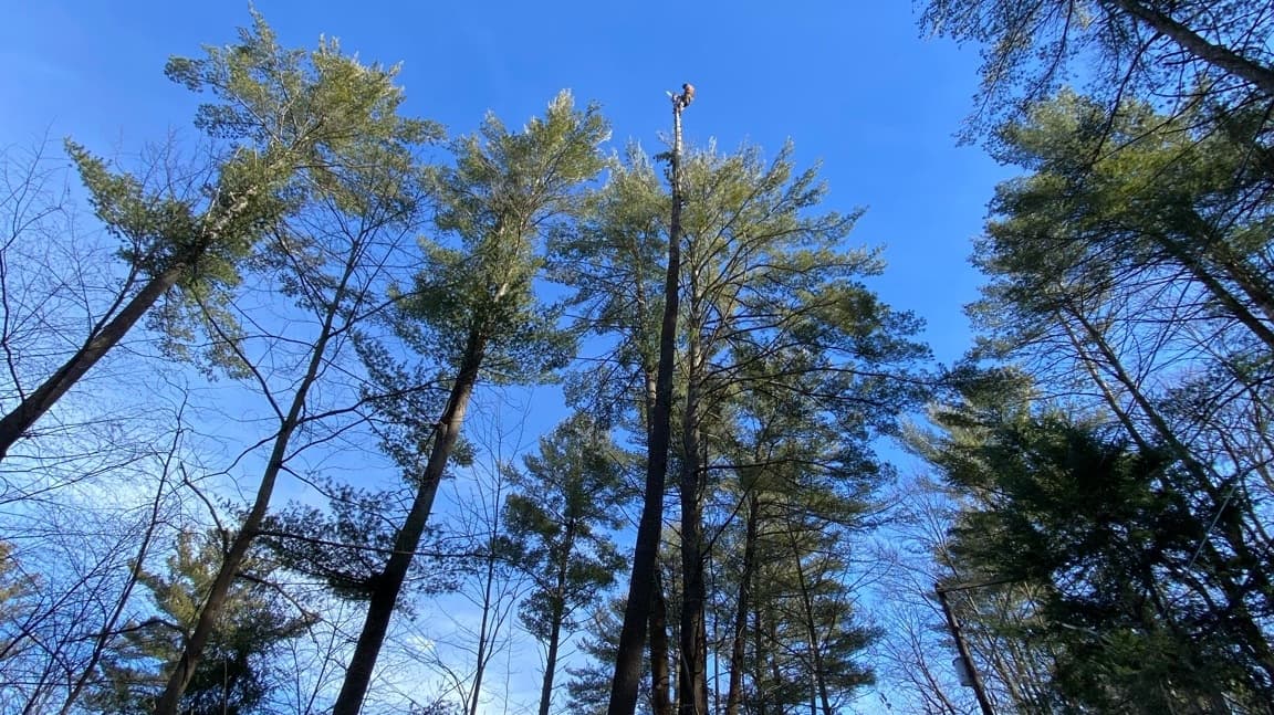 RC Tree Services – A Division of AOS