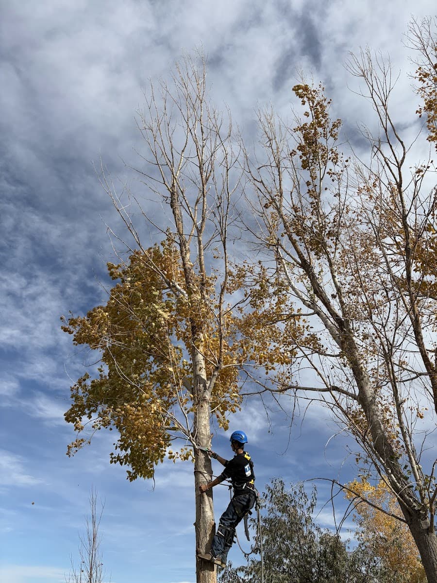Tree Climbers Services and Landscape Projects