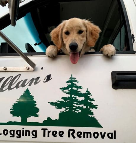 Allan’s Tree Service LLC