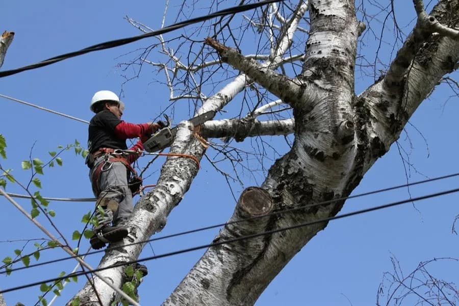 Long Island Tree Service
