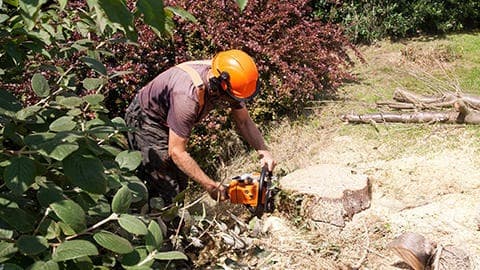 CAL STATE TREE SERVICE