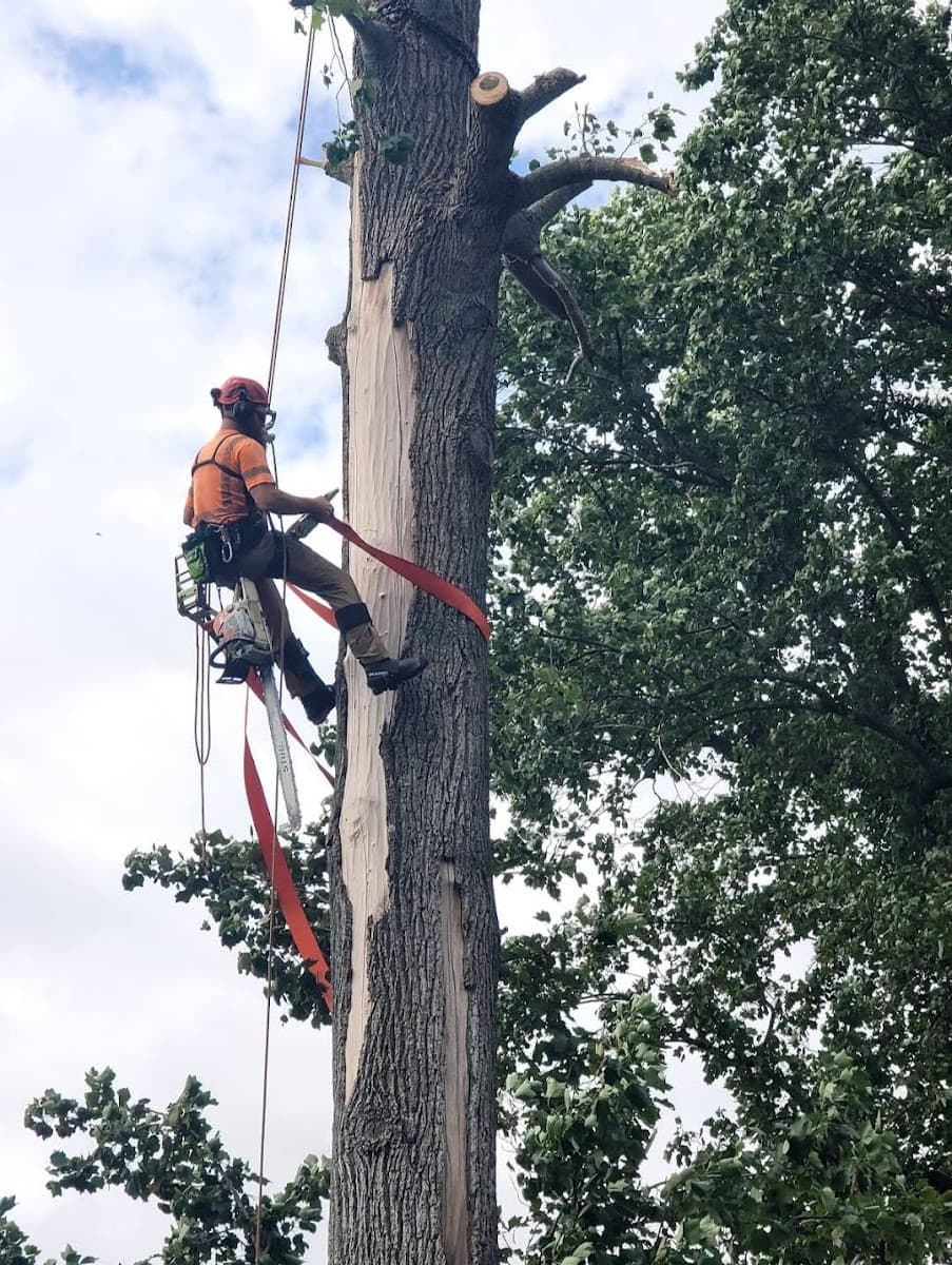 Phillips Family Tree Care