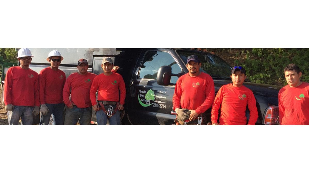 Pineda Tree Service