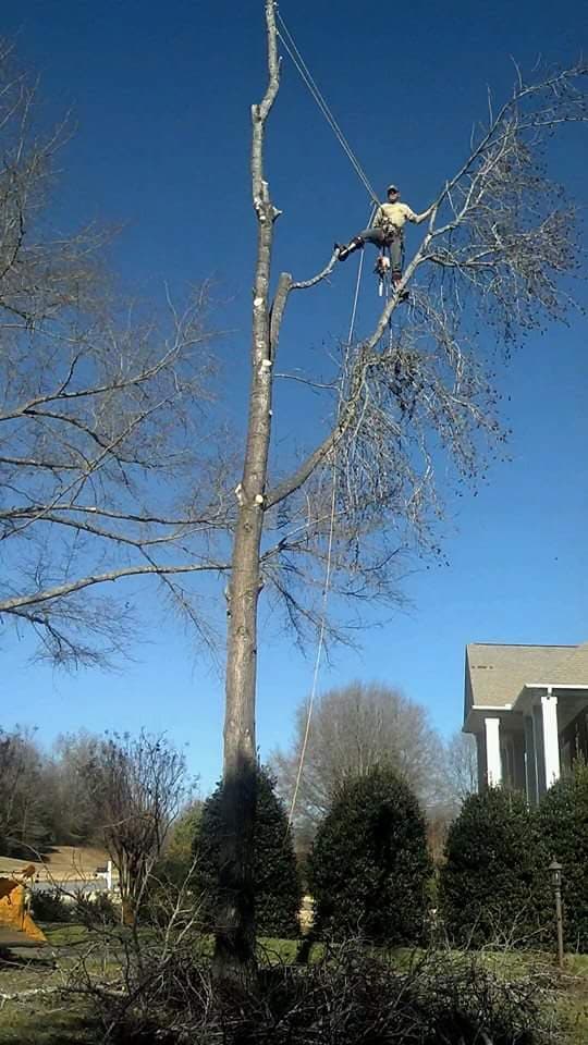 Owen's Tree Services