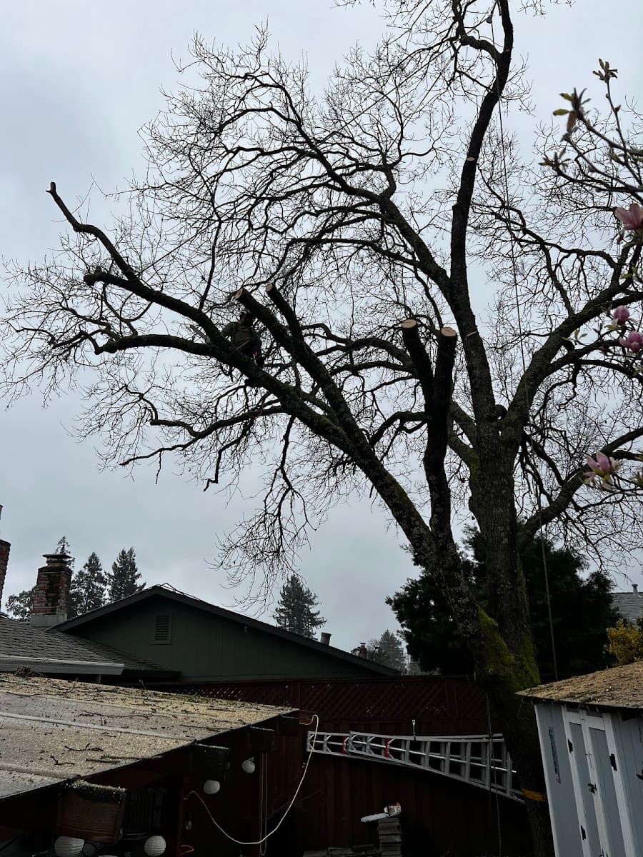 Abraham's Professional Tree Service