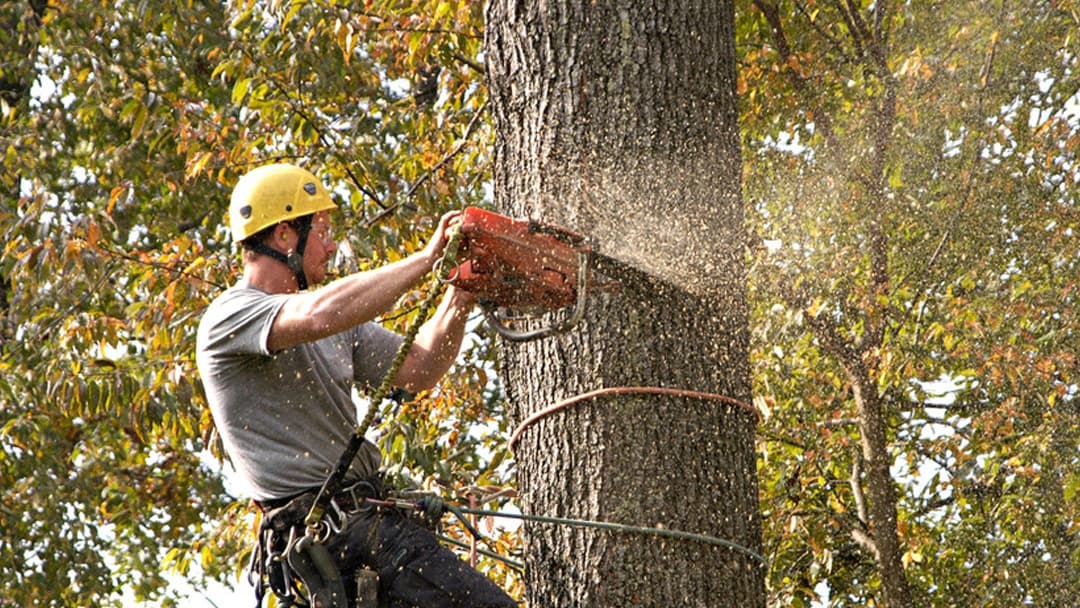 East Coast Tree Care