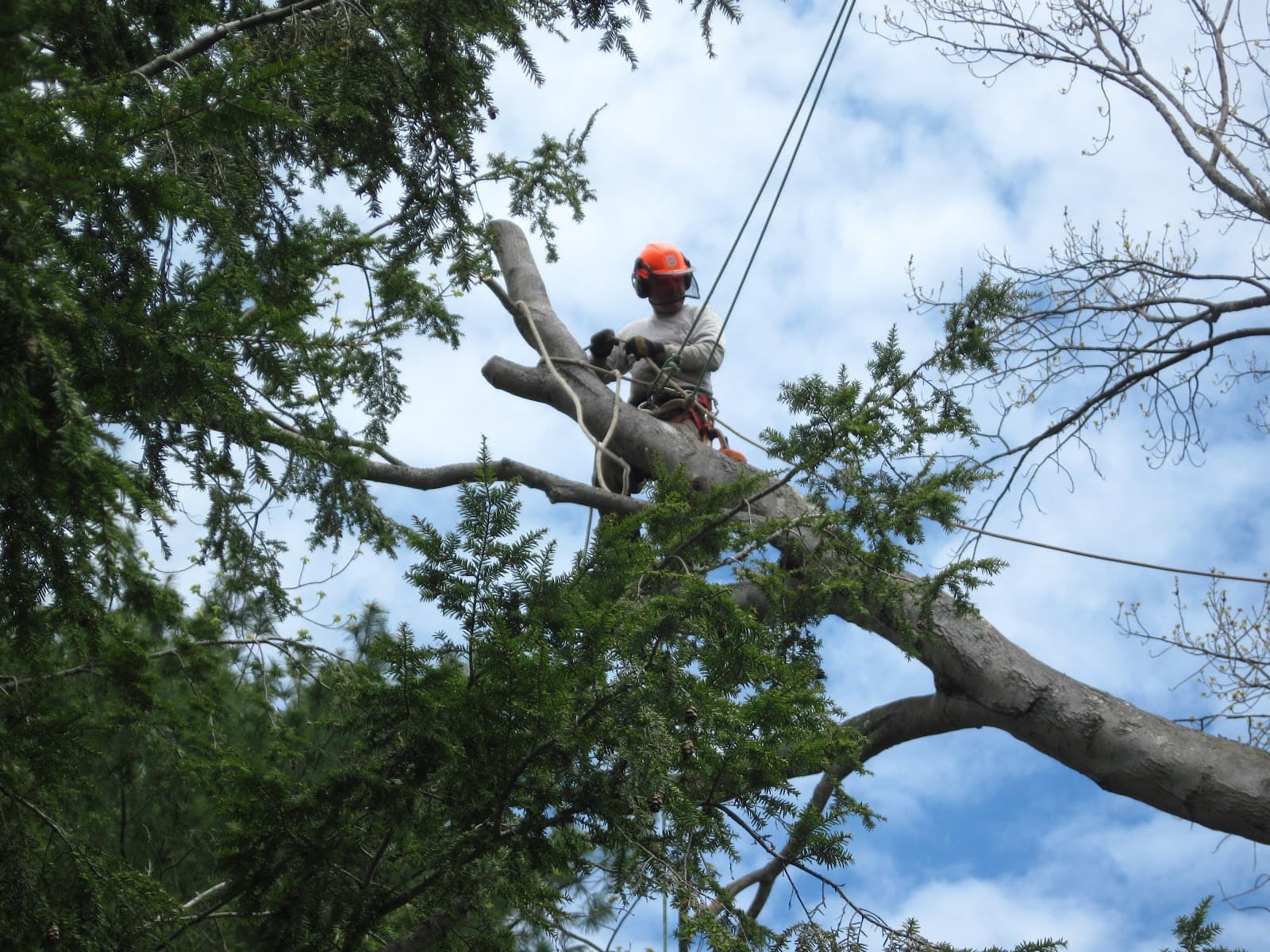 McCarthy Tree Service, Inc.