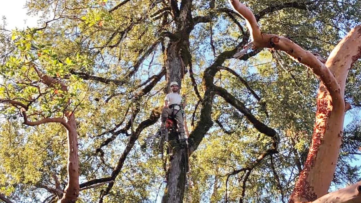 Savannah Tree Service LLC