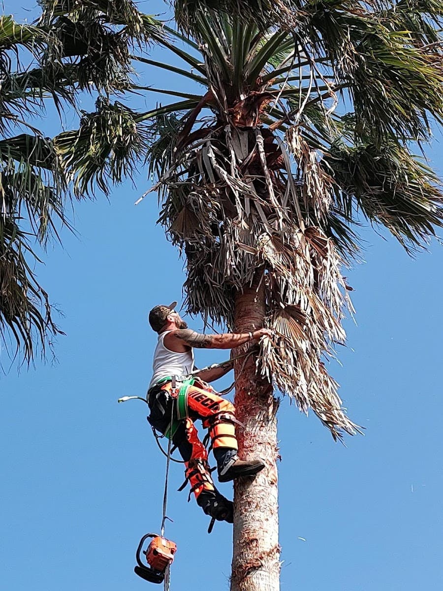 JW Palm Tree Services LLC