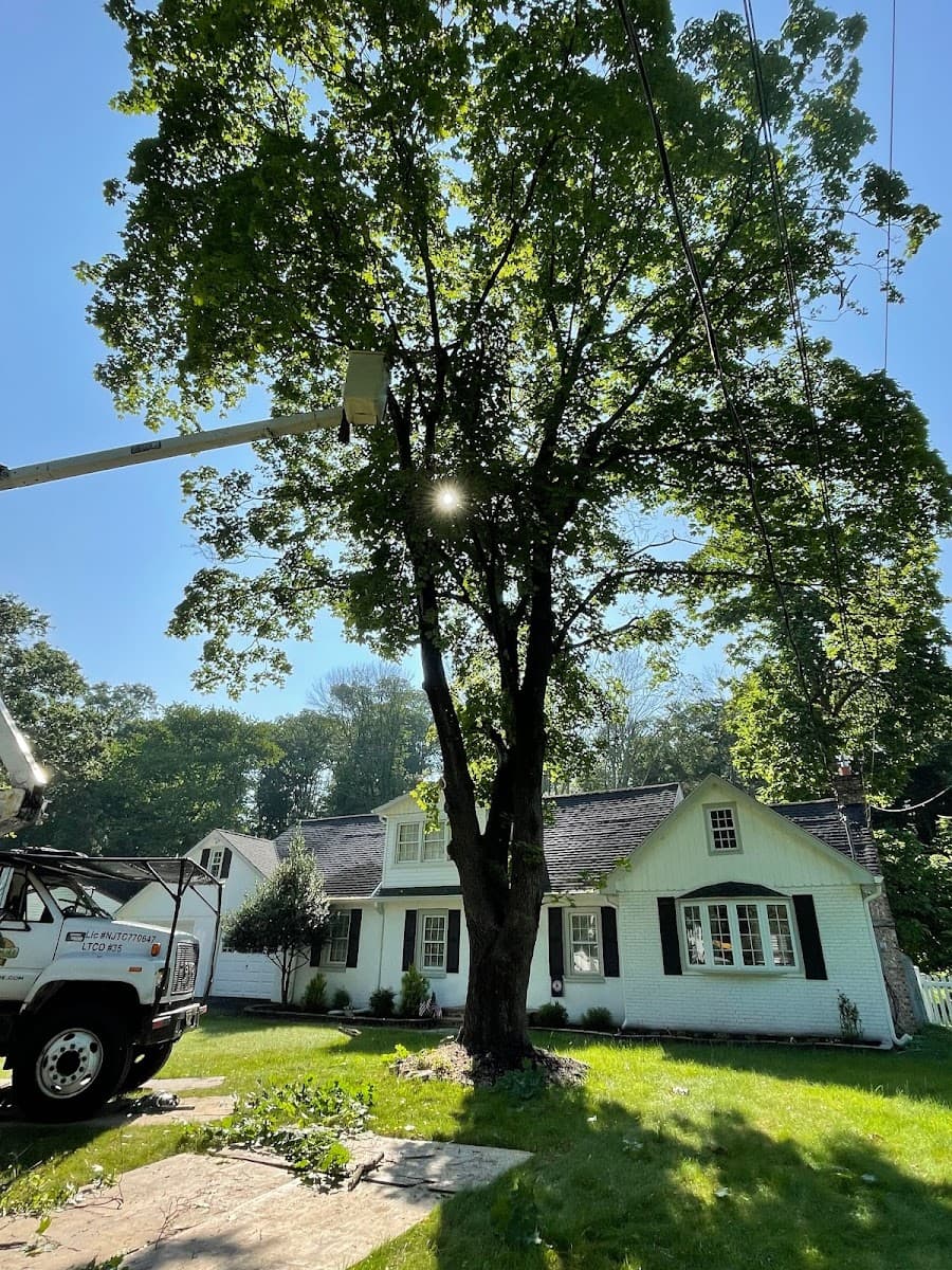 Advanced Tree Care