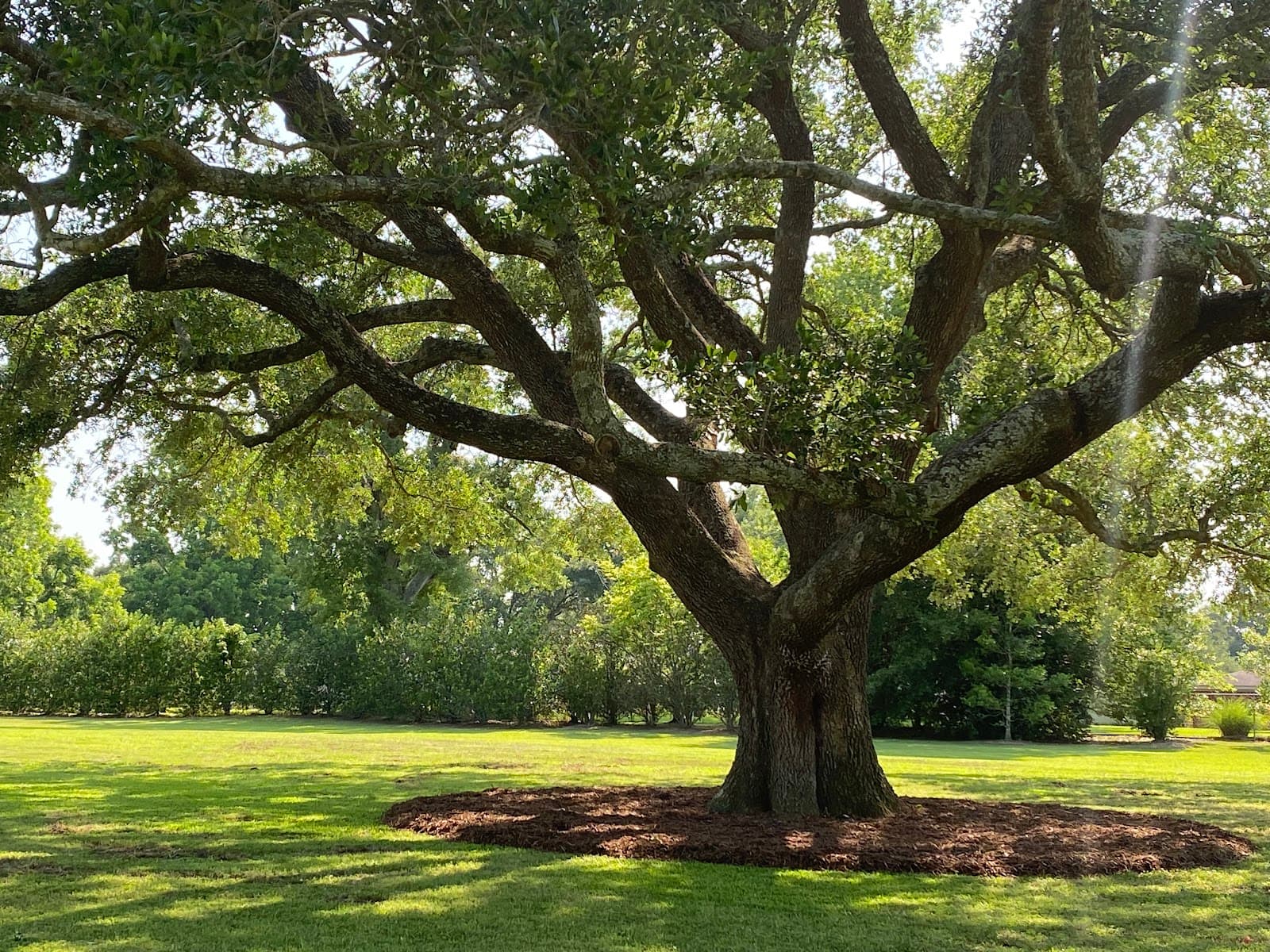 Green Leaf Tree Service