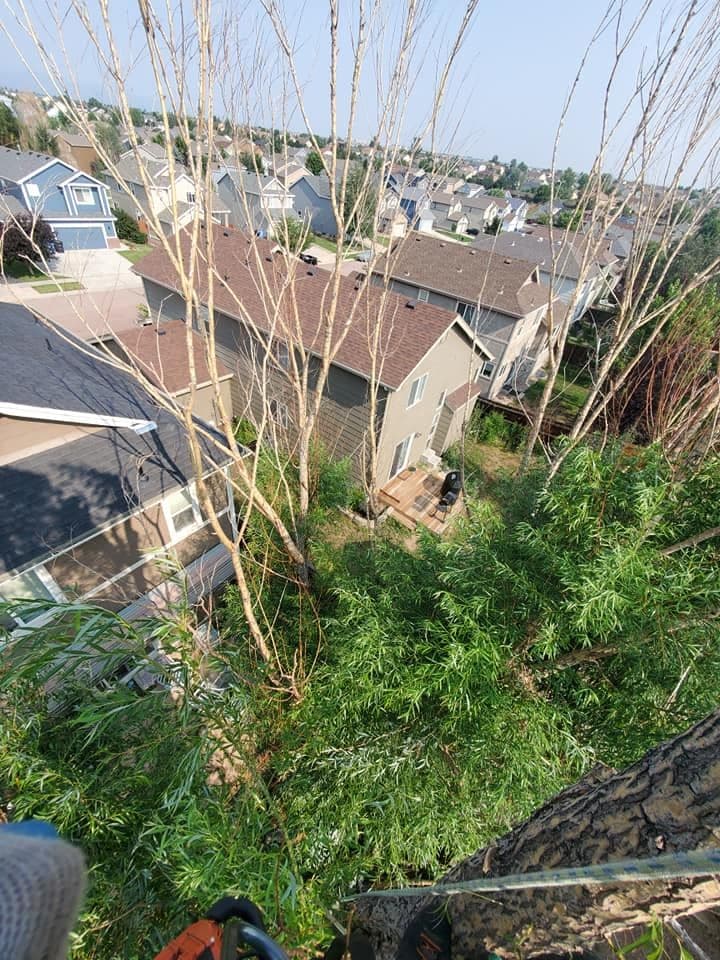 Black Bear Tree Care