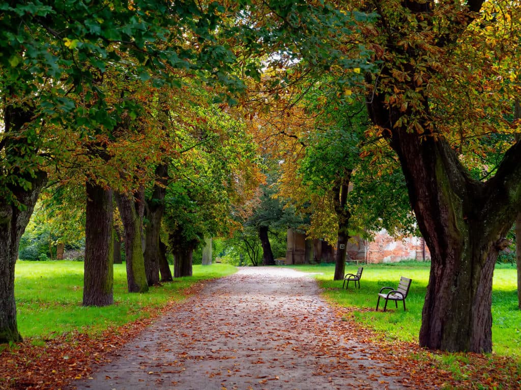 Low Over Head Tree Service