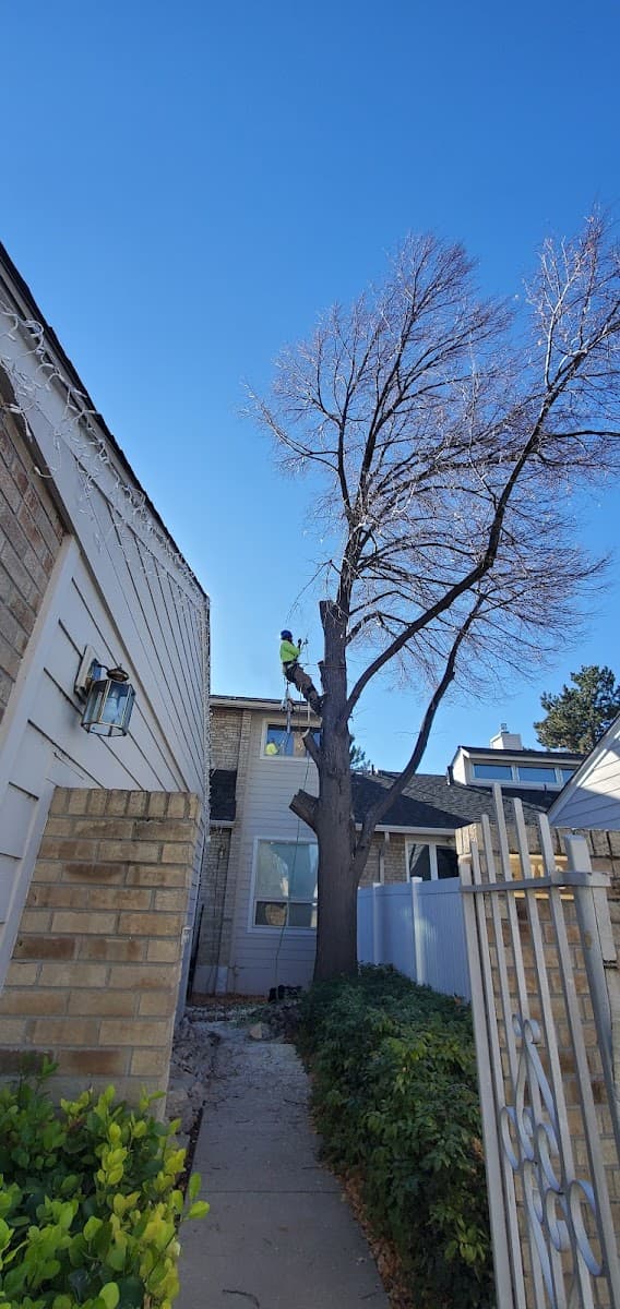 Limb Walkers Tree Service