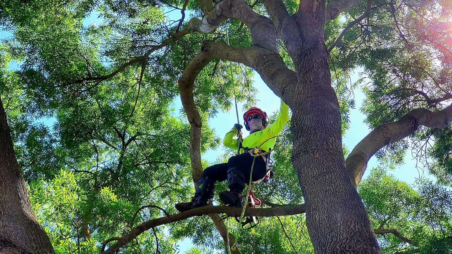 Mackman's Tree Care