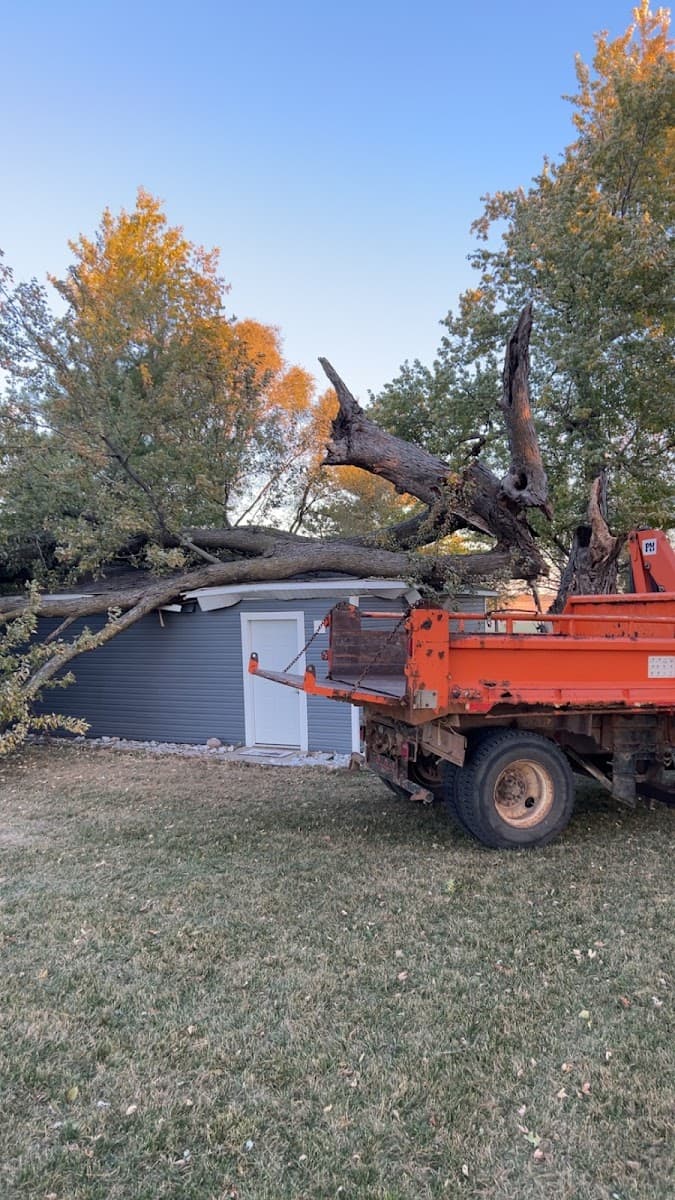 Outdoor Image Tree Care