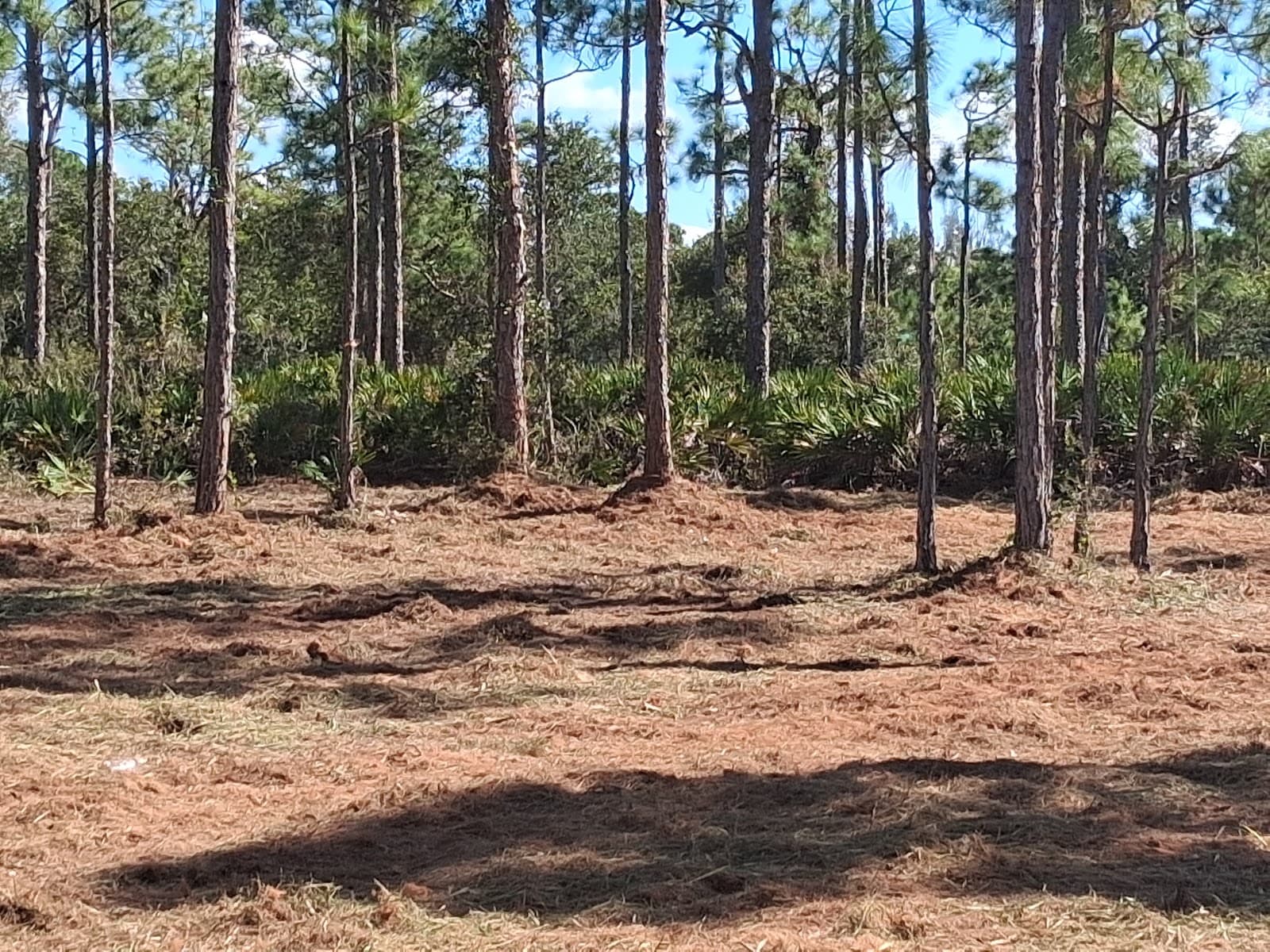 South West Brush Removal, Land Clearing & Tree Service