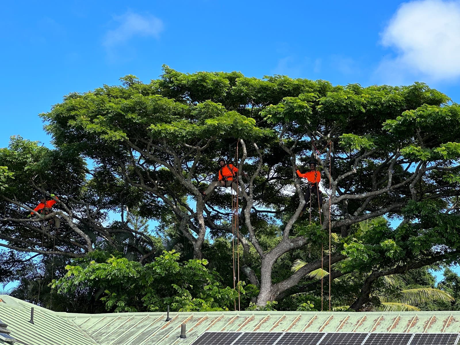 Kokua Tree Care