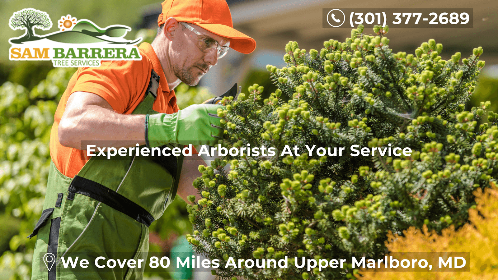 Sam Barrera Tree services